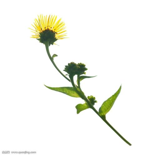 ӡȶس̨ʩϿף ǿ